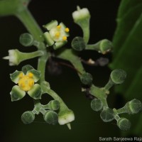 Cayratia pedata (Lam.) Gagnep.